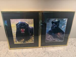 Set of 2 Vintage Framed Black Panther Photographs 13.5X11.5"